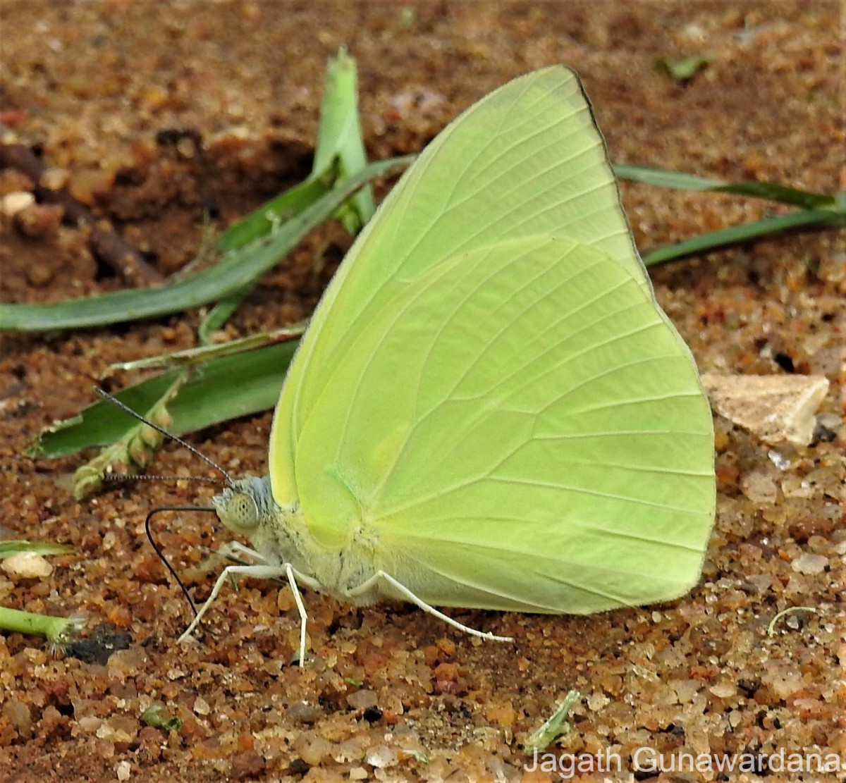 Catopsilia pomona Fabricius, 1775